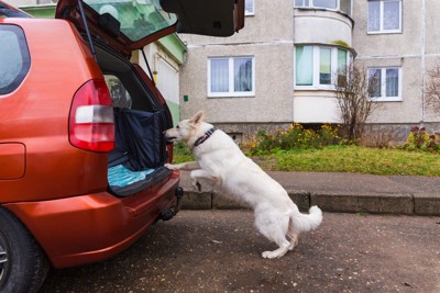車に駆け寄る犬