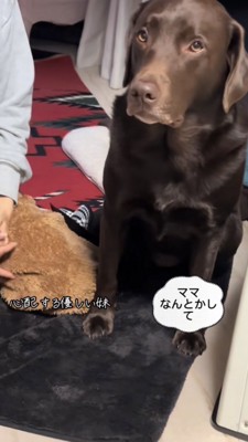 カメラの向こうのお母さんに目で訴えるラブラドール