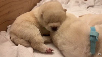 満足そうな寝顔♡