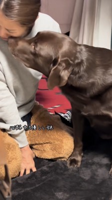 女性の顔に鼻先をくっつけるラブラドール