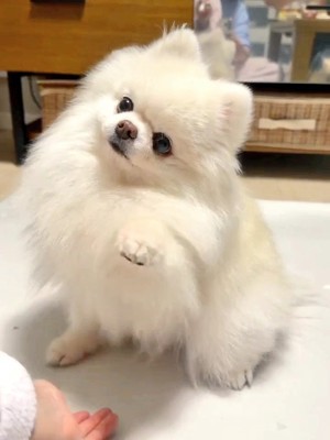 ファンサ