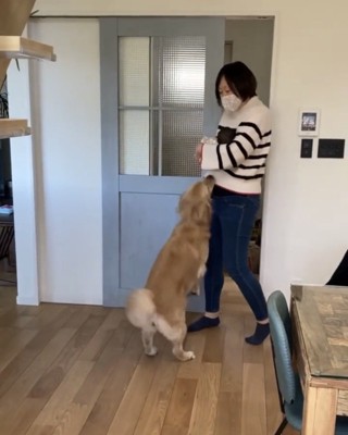 赤ちゃんを迎える犬