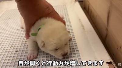 木箱の中に戻してあげます