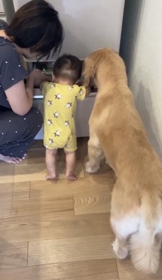 一緒に冷蔵庫を覗く犬と赤ちゃん