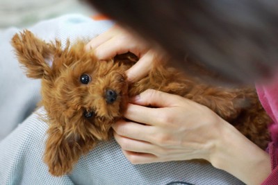 されるがままに撫でられている子犬