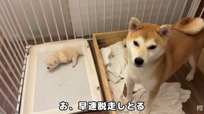 さっそく脱走する子が出現！