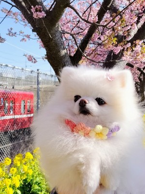 アイドル