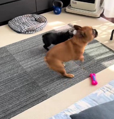 仲良しな2匹にホッコリ