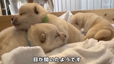 赤ちゃん犬たちの目が開いてきたら…