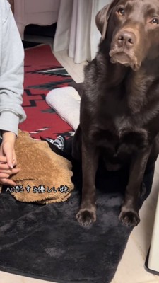耳を傾けてお母さんの話を聞くラブラドール