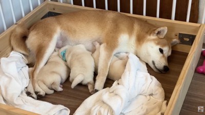 ミルクを飲む赤ちゃん犬たち