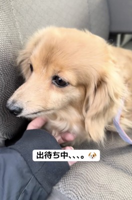 落ち着いているピースちゃん