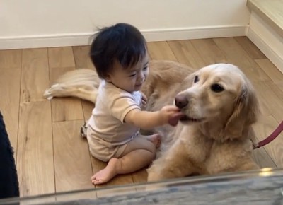 犬の口元に手を伸ばす赤ちゃん