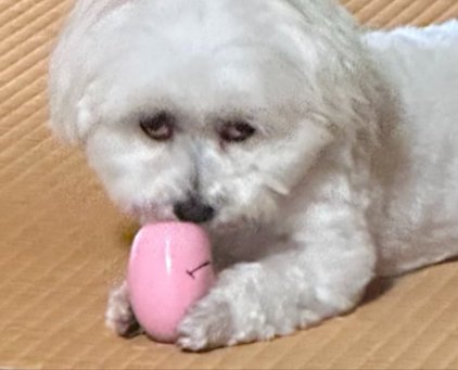 別犬