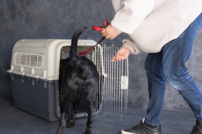 犬のクレートトレーニング