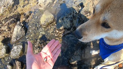 ヤドカリを見せても、ほぼ無反応…