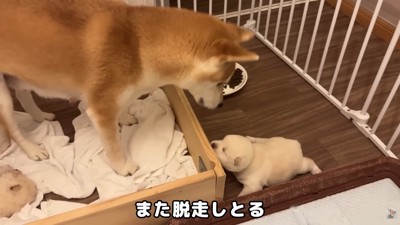 再び脱走！