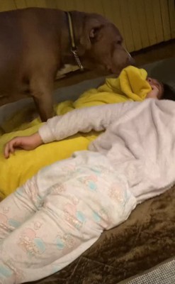 泣いている子をクンクン