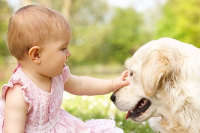 赤ちゃんに撫でられている犬