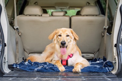 車内で寛ぐ大型犬