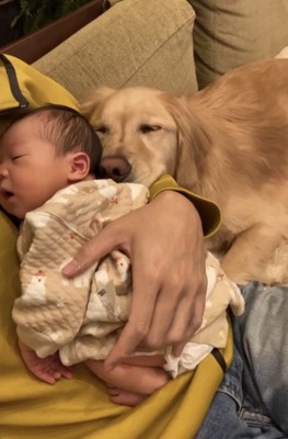 抱っこされた赤ちゃんに顔を寄せる犬