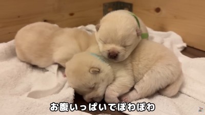 くっついてお昼寝