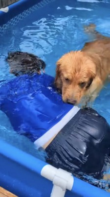 水中にいる飼い主さんを鼻でつつく犬