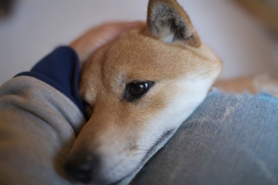あごを乗せて甘える柴犬