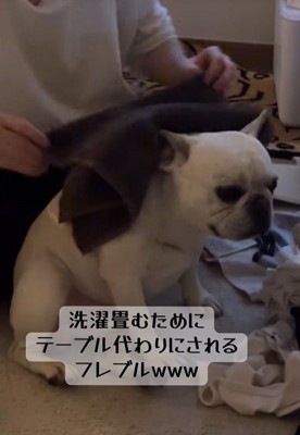 小型犬の上でタオルを畳む飼い主