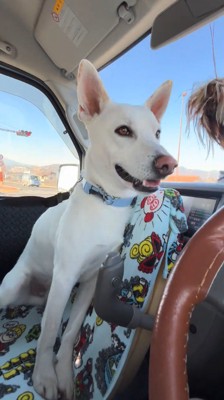 笑顔で車内を見まわす犬