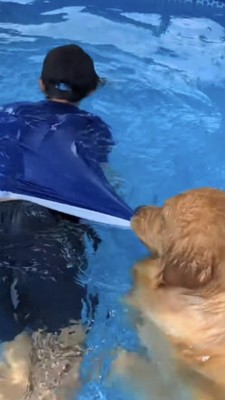飼い主さんの水着の裾を引っ張る犬