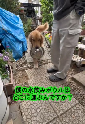 ボウルをくわえて行ったり来たり