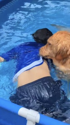 飼い主さんの水着の裾を咥える犬