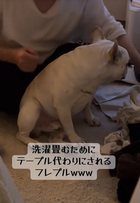 洗濯物を畳む飼い主と小型犬