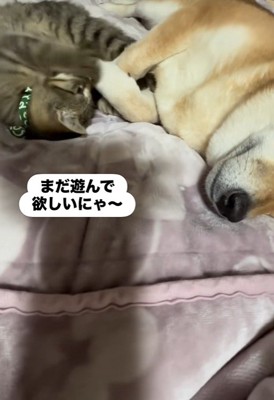 「遊んで！」とアピール