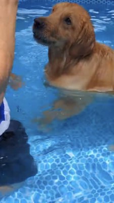不安そうな上目遣いで飼い主さんを見上げる犬