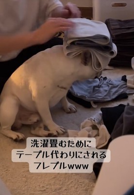小型犬の上でタオルを畳む飼い主