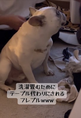 洗濯物を畳む飼い主と小型犬