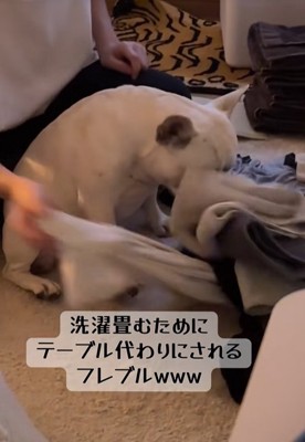 洗濯物を落としてしまった小型犬