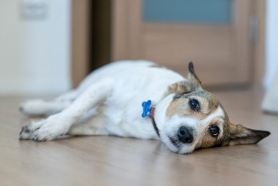 床に横たわる犬