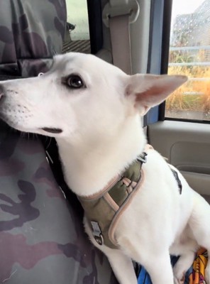 強ばった表情を浮かべる犬