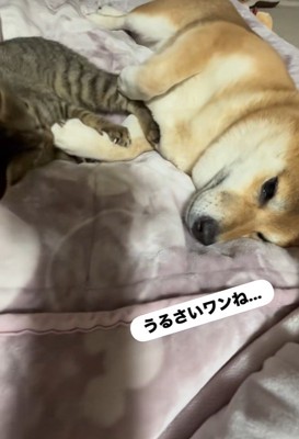 あんずちゃんは迷惑そう
