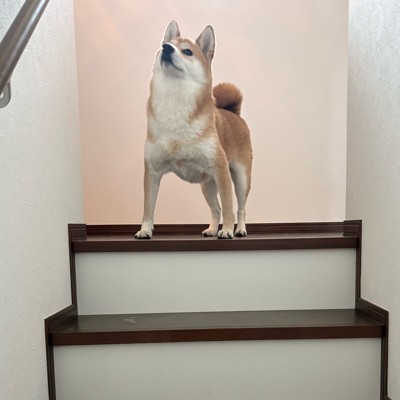 美貌