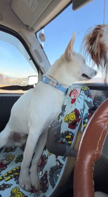 助手席から外を眺める犬