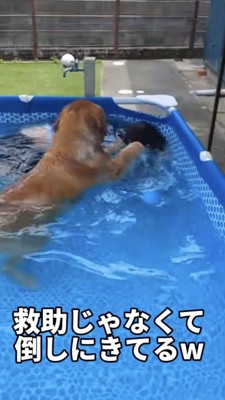 潜っている飼い主さんを前足でバシバシする犬