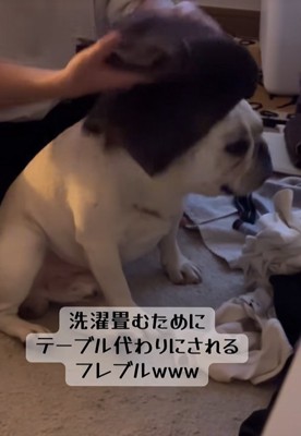 小型犬の上でタオルを畳む飼い主