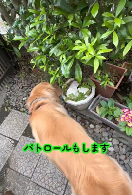 お庭をパトロール
