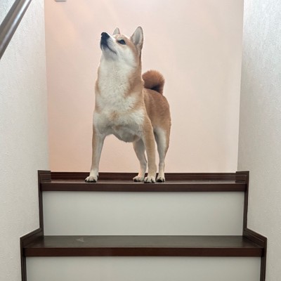 凛々しい