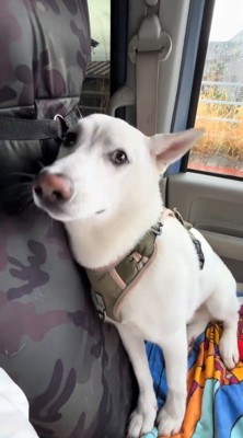 ワイパーの方に顔を向ける犬