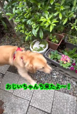 お家に遊びに来たら…